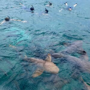 Logo of Virtuoso Family Travel with a family symbol.